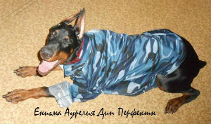 доберман