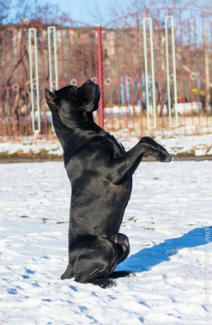 кане корсо